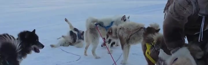 开云官网-超大号兹拉坦🥶44岁伊布北极度假，裹得严严实实坐狗拉雪橇