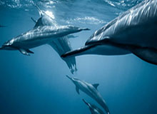 开云-你以为只有后卫变门神？这场点球大战超级奇葩！